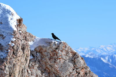 Low angle view of bird perching on mountain against clear sky