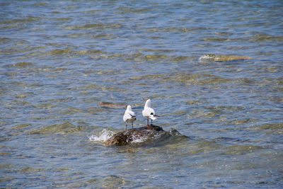 Swans on lake