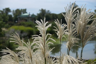 Close-up of plants growing on field against sky