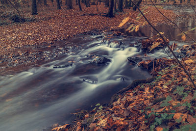 Aerial view of stream flowing through forest