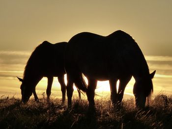 Horses grazing on field against sky during sunset