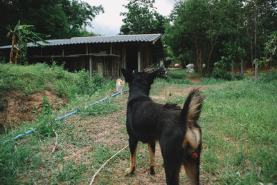 Horse standing in a field