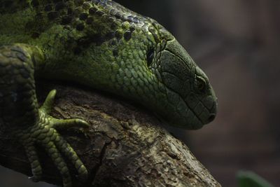 Close-up of lizard on tree