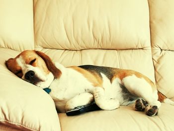 Close-up of dog sleeping on sofa at home