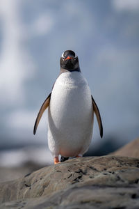 Gentoo penguin stands facing camera on rock