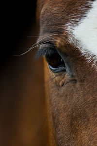 Close-up of a horse