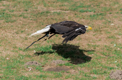 Side view of a bird on a field