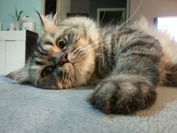 Close-up portrait of cat