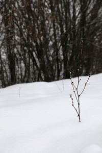 Bare tree on snow covered land