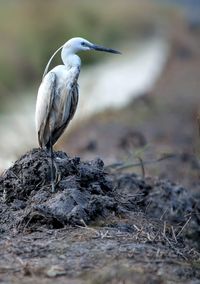 Bird perching on rock