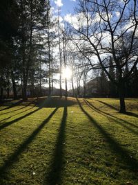 Trees on field against sky