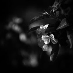 Close-up of flowering plant