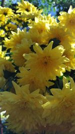 Close-up of yellow flowers