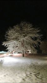 Frozen trees at night during winter