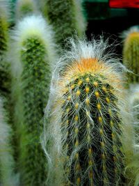 Close-up of dandelion flower