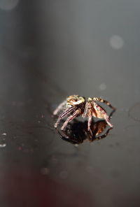 Close-up of spider