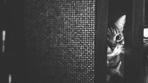 Close-up portrait of a cat looking through window