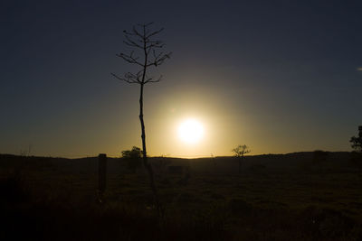 Silhouette tree on field against clear sky at sunset