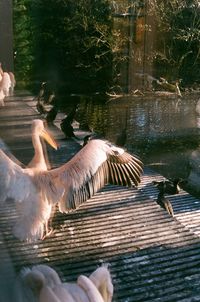 High angle view of birds