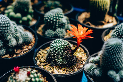 High angle view of succulent plants in market