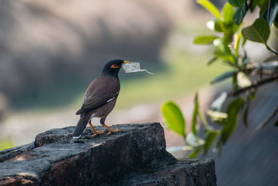 Close-up of bird perching on rock