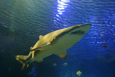 Close-up of shark swimming in sea