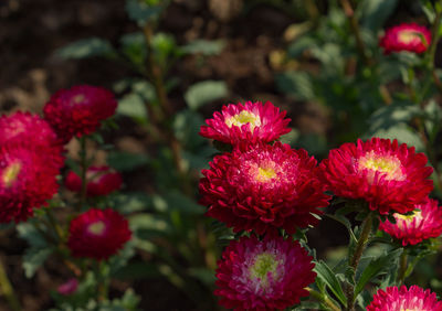 Close-up of pink chrysanthemums blooming outdoors