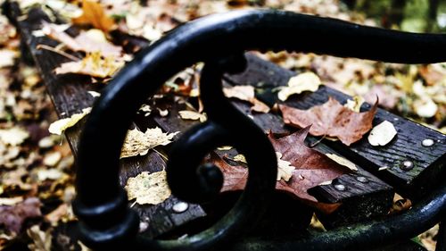 High angle view of dry leaves on field