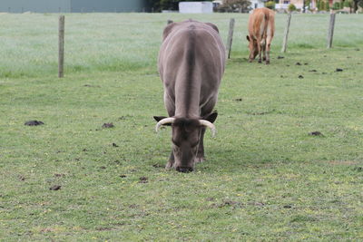 Horse grazing on field