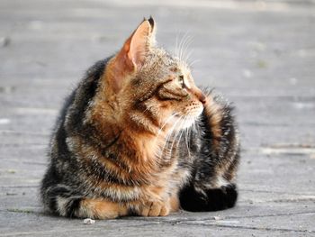 Close-up of cat sitting on footpath