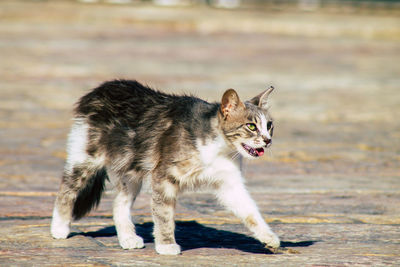 Cat looking away