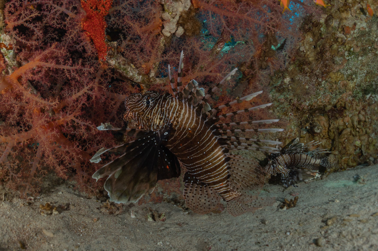 FISH UNDERWATER