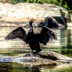 Bird flying over lake