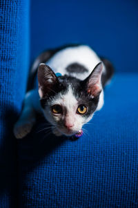 Close-up portrait of black kitten