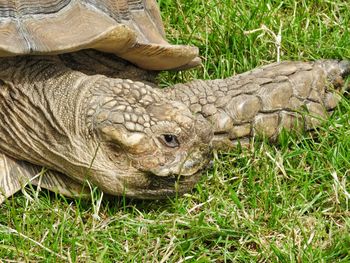 High angle view of crocodile on field