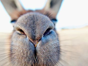 Close-up portrait of a kangaroo 