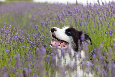 Dog looking away on flower field