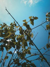 Low angle view of tree against clear sky