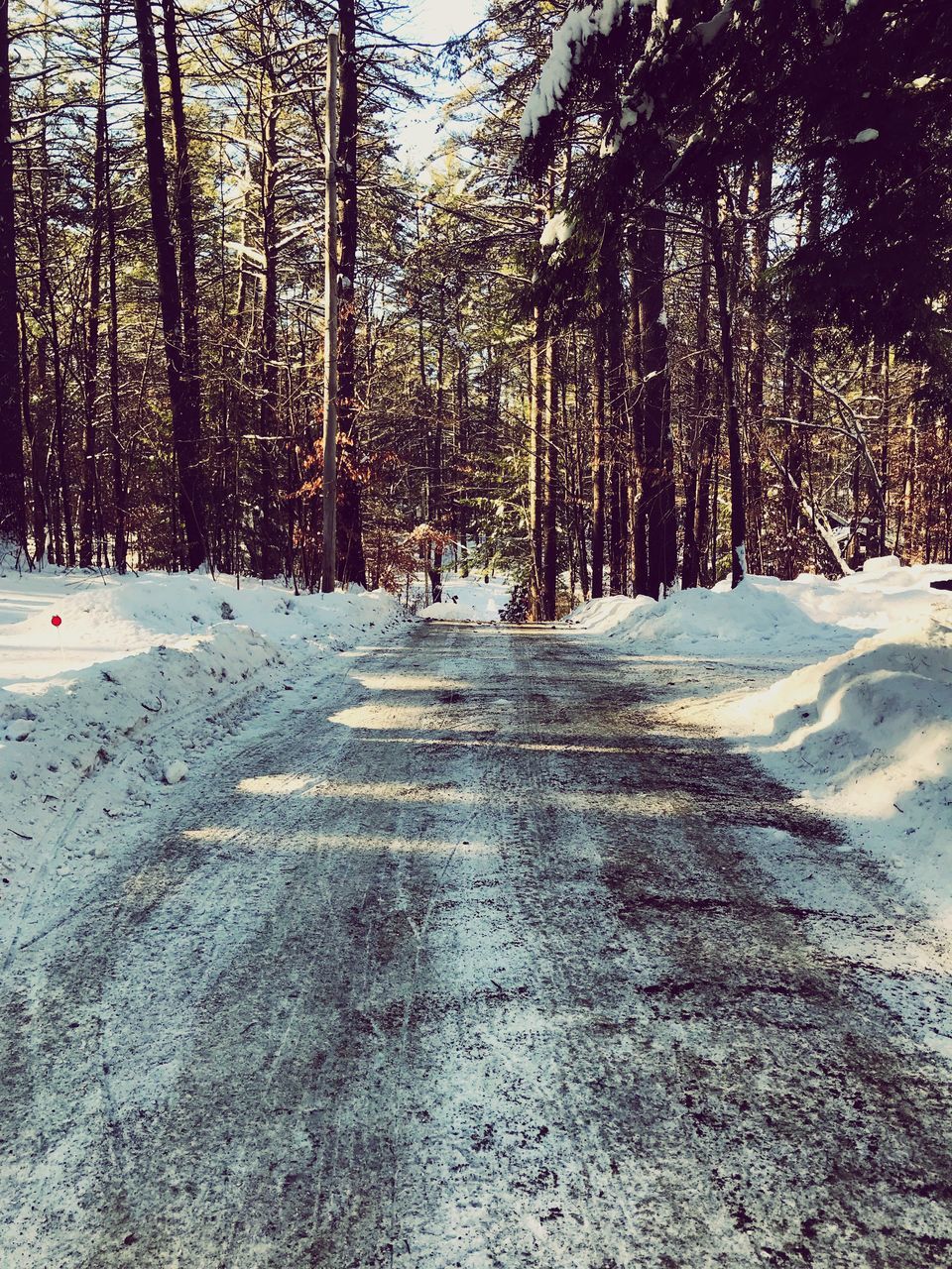 tree, snow, winter, cold temperature, nature, forest, tranquility, tranquil scene, tree trunk, the way forward, day, outdoors, scenics, beauty in nature, no people, growth, landscape, bare tree, branch