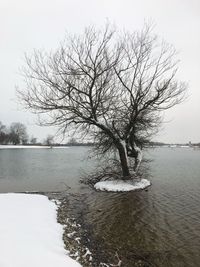 Bare tree by sea against clear sky during winter