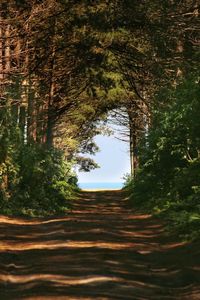 Road passing through forest