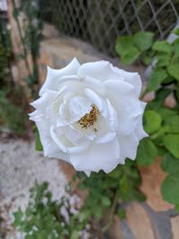 Close-up of white rose