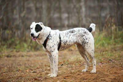 White dog looking away on field