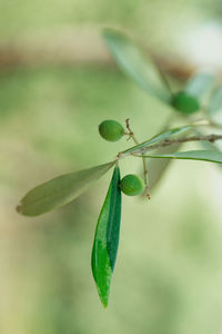 Close-up of plant growing outdoors