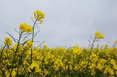 Yellow flowers blooming in field