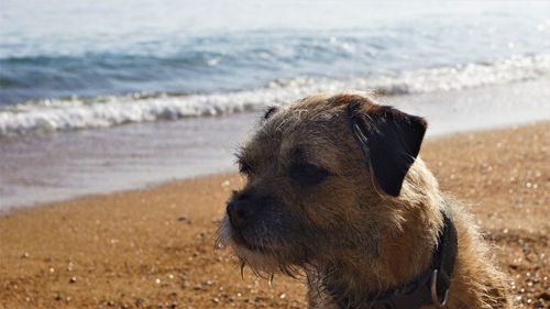 Dog looking at sea shore