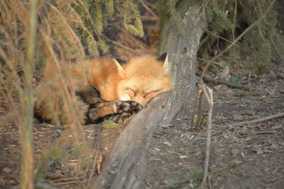 Close-up of sleeping fox