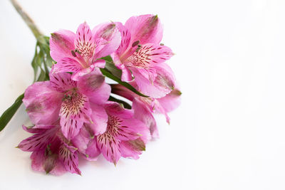 Close-up of pink flower against white background