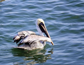 Close-up of pelican on sea