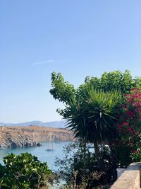 Plants by trees against clear blue sky
